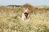 GOLDEN RETRIEVER 206